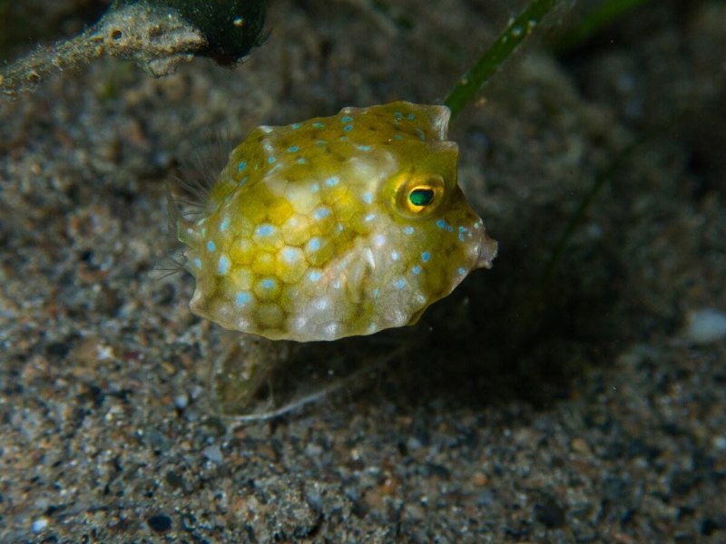 Ostracion cubicus