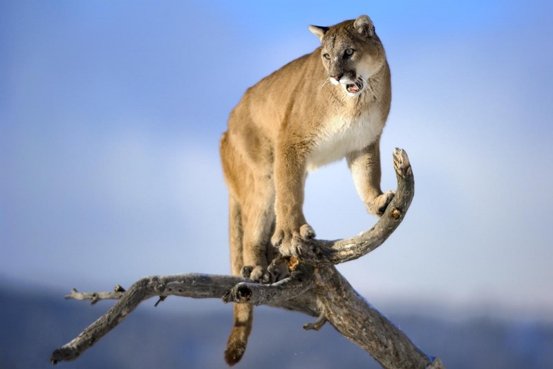 Пума (Puma concolor):