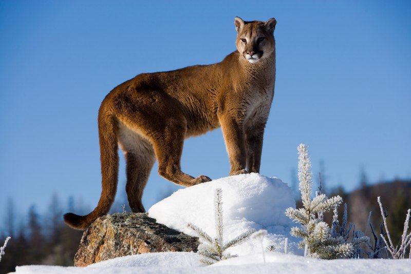 Пума, или горный Лев (Puma concolor)