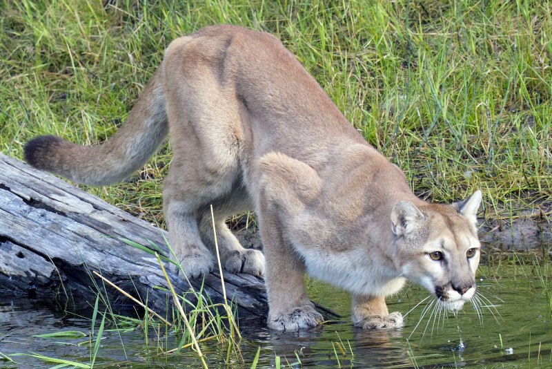 Пума (Puma concolor):