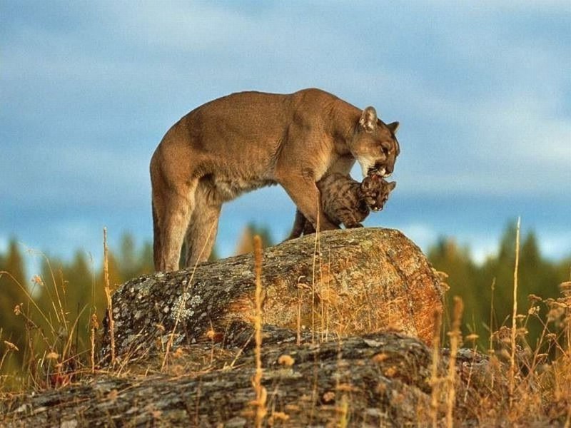 Флоридская Пума (Puma concolor coryi)