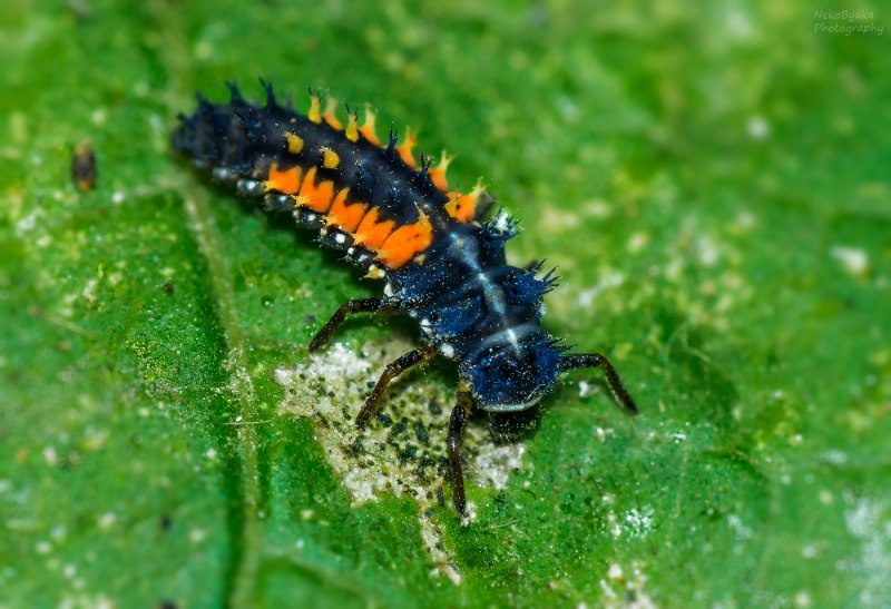 Личинка Божьей коровки Scymninae