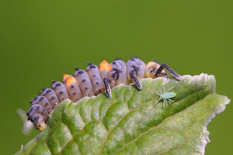 Личинка Божьей коровки Scymninae