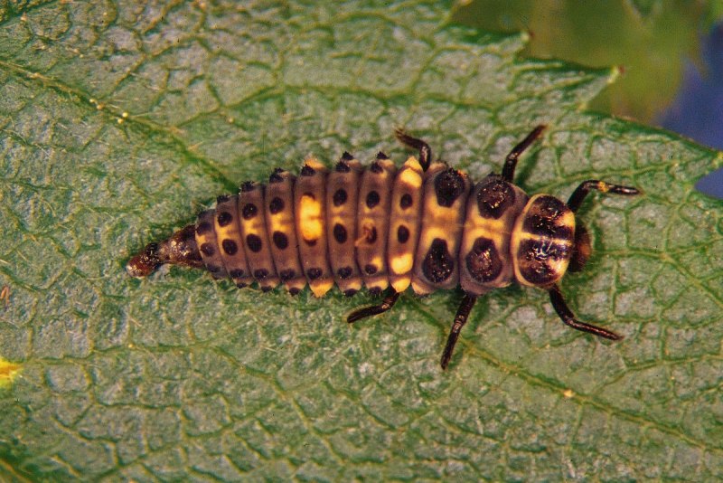 Adalia bipunctata Larvae