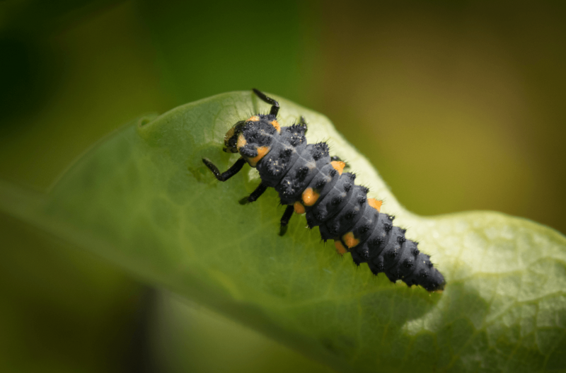 Harmonia axyridis (личинка) чёрная