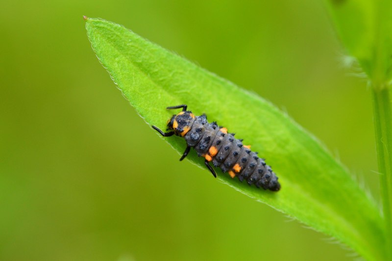Coccinellidae личинки