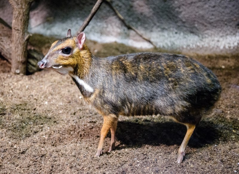 Олень Chevrotain