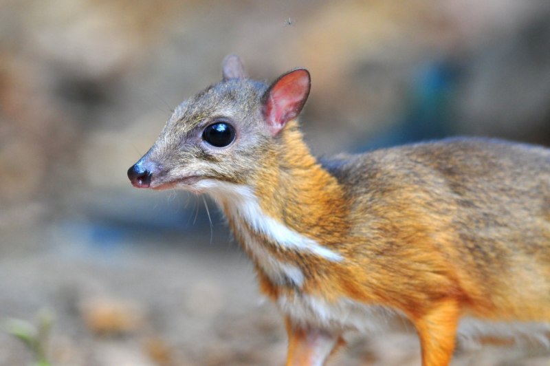 Малый канчиль Tragulus javanicus)