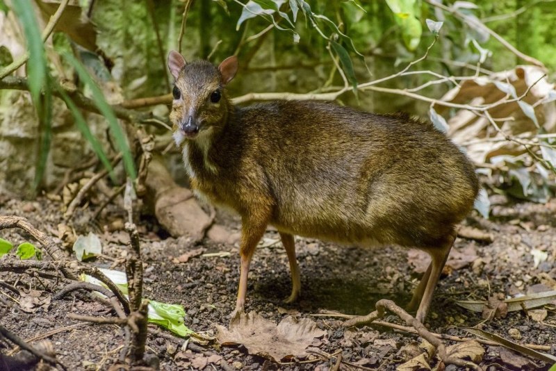 Малый канчиль Tragulus javanicus)