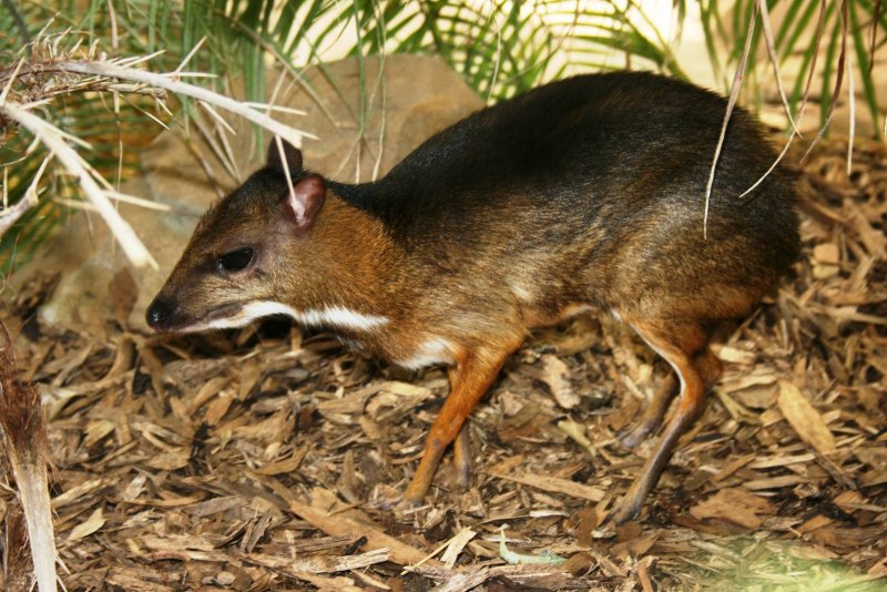 Tragulus versicolor
