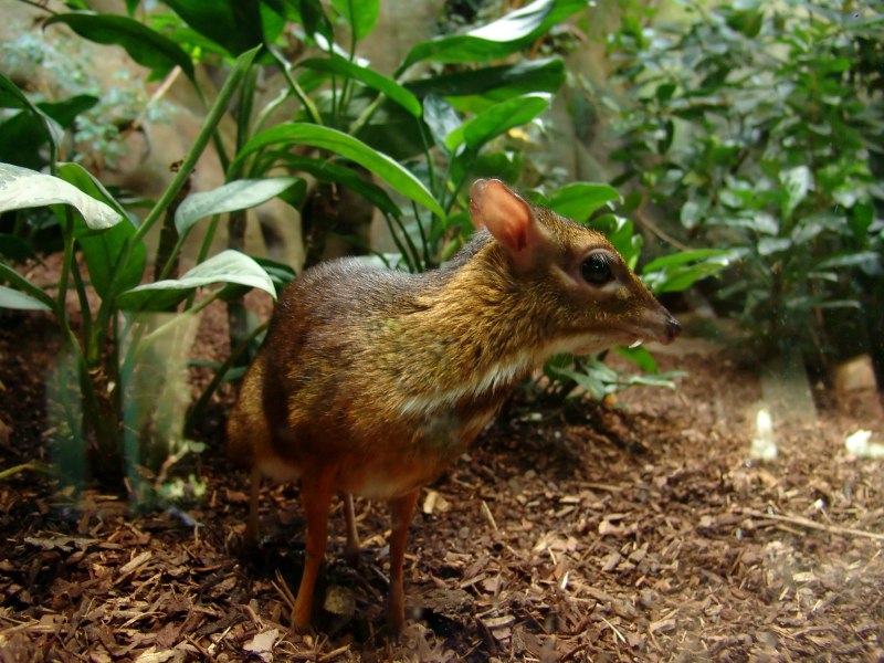 Олень Chevrotain