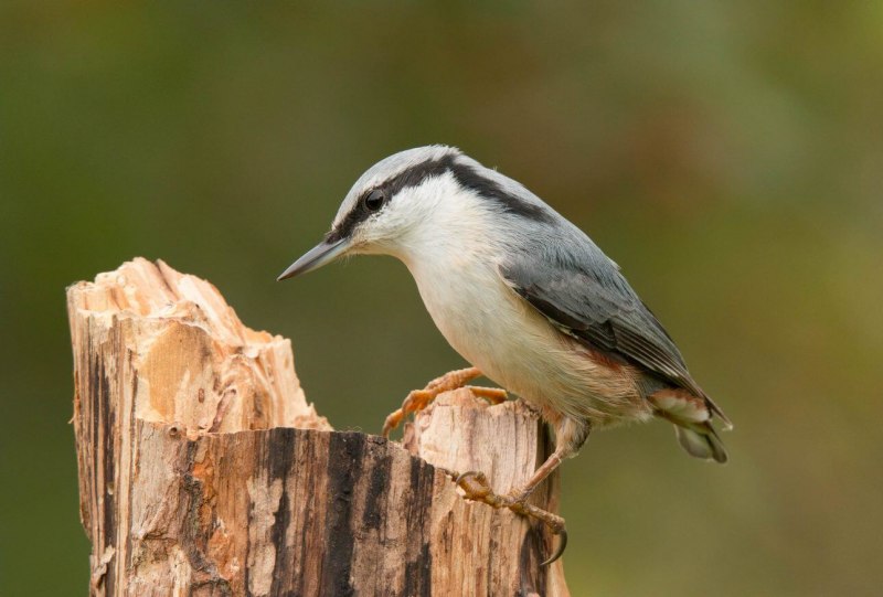 Sitta europaea Arctica