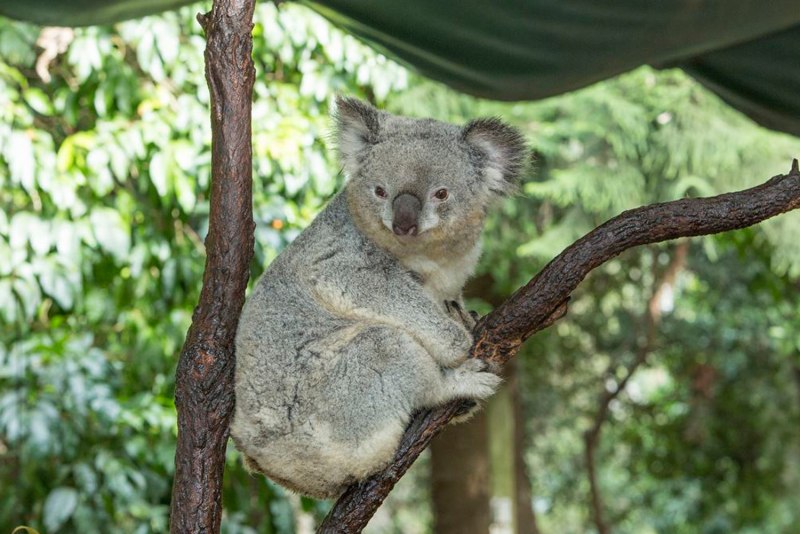 Коала HD