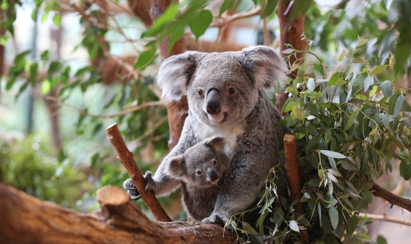 Коричневая коала (62 фото)