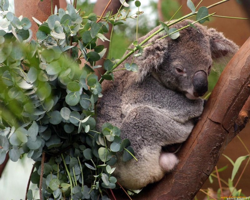 Коала коричневая
