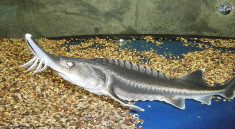 Самая большая Белуга в Каспийском море