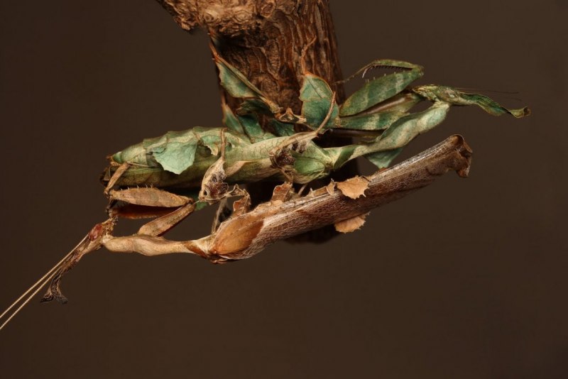 Phyllocrania paradoxa