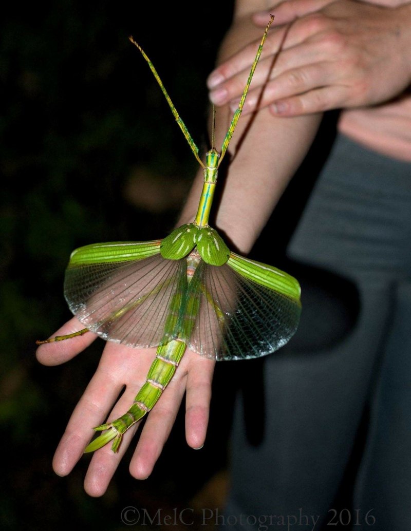 Ischnomantis Gigas богомол