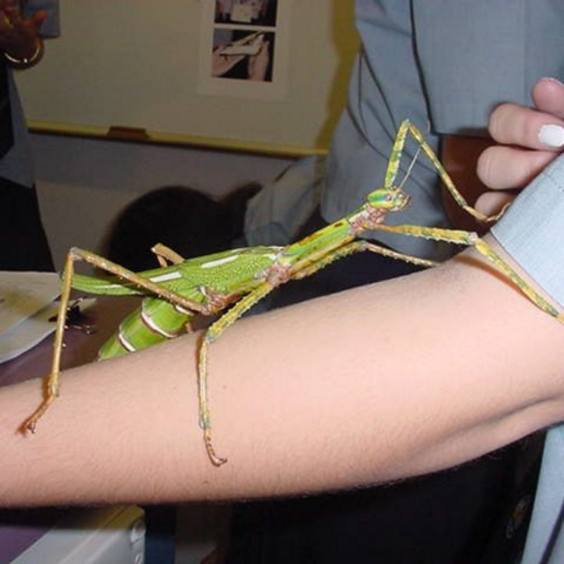 Ischnomantis Gigas богомол