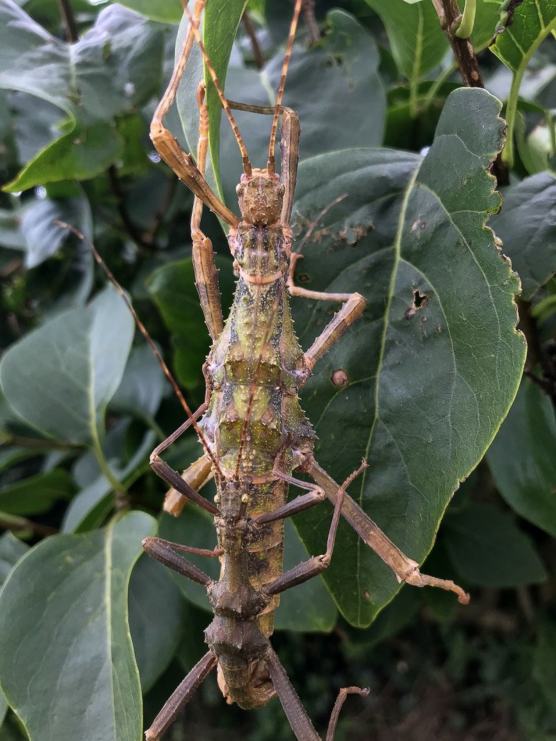 Ischnomantis Gigas богомол