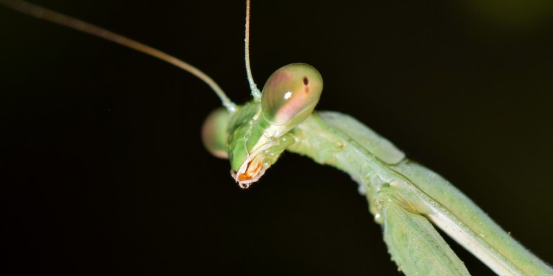 Земляной богомол (Geomantis Larvoides)