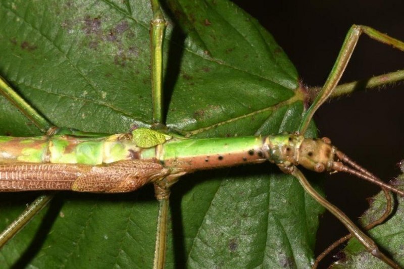 Eurycnema versirubra