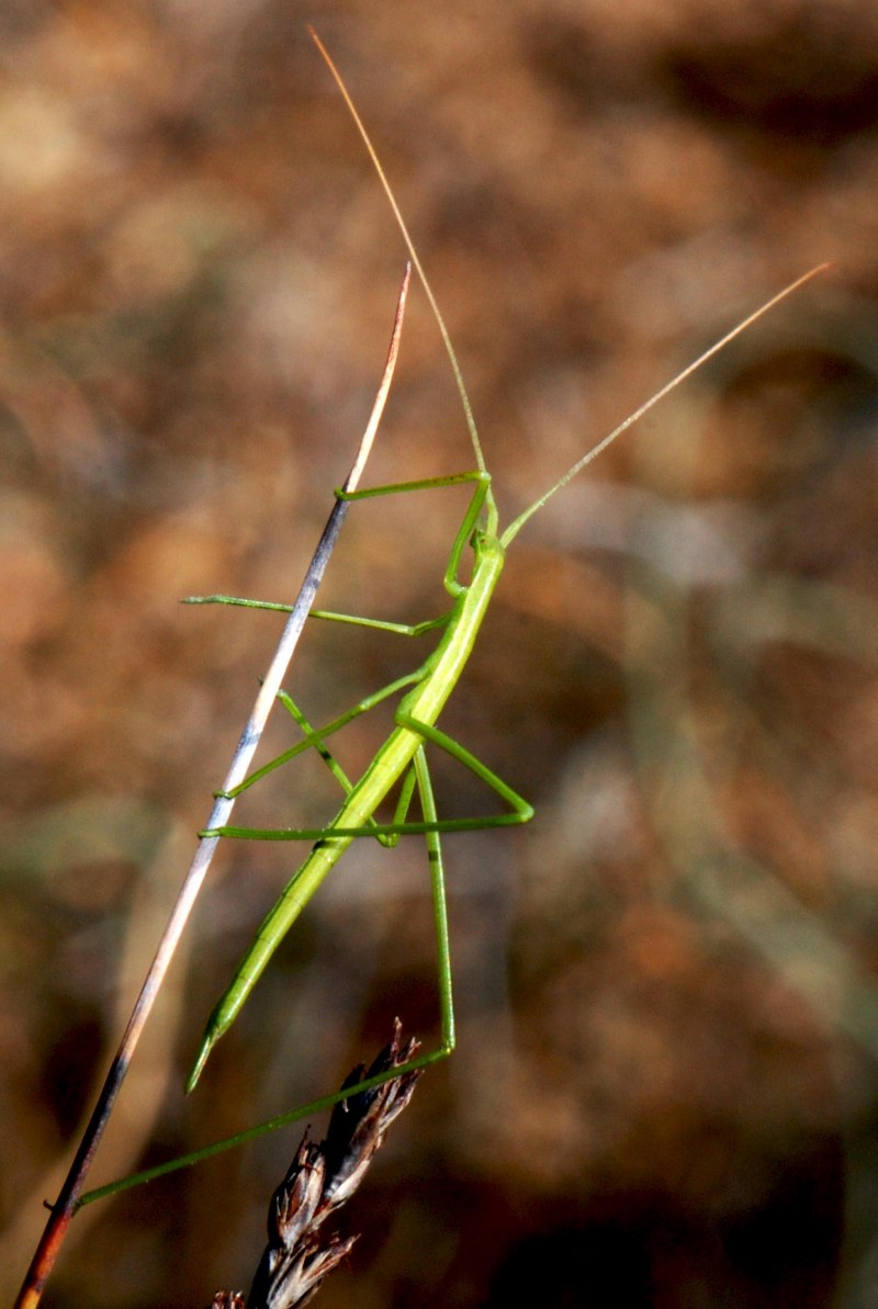 Walking Stick insect
