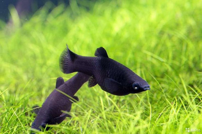 Пецилия Xiphophorus maculatus