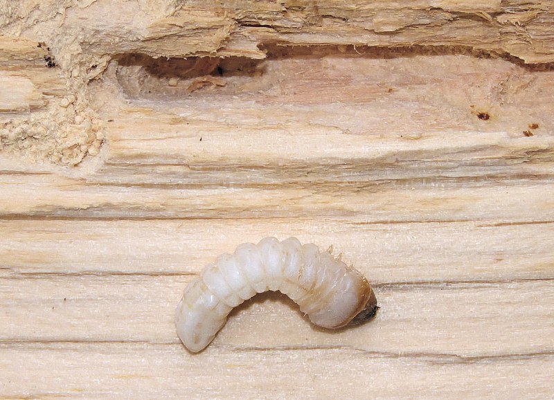 Hylotrupes bajulus
