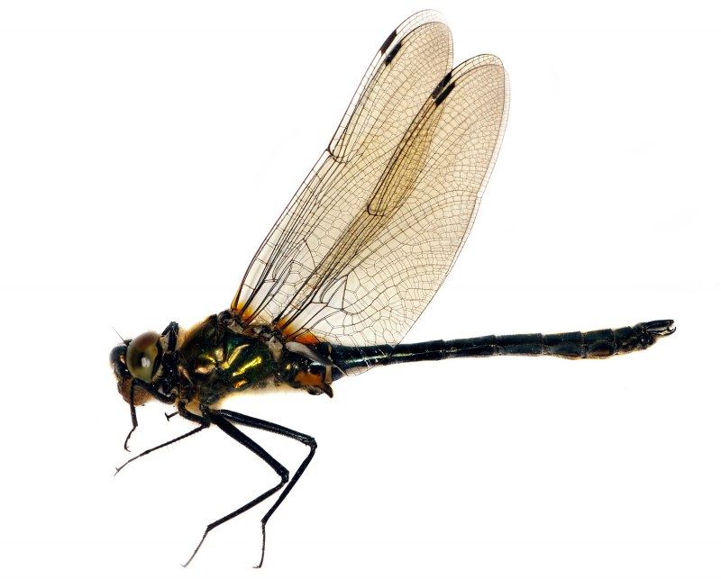 Cordulia aenea aenea