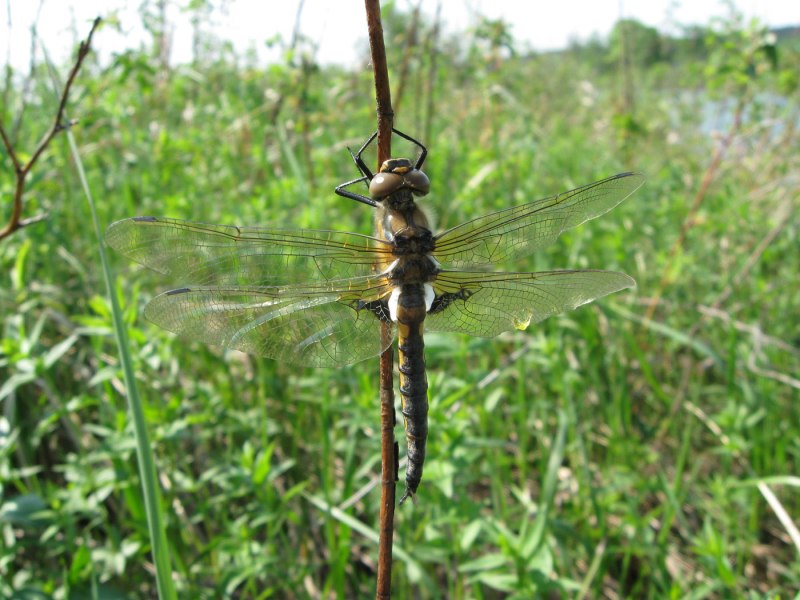 Epitheca bimaculata