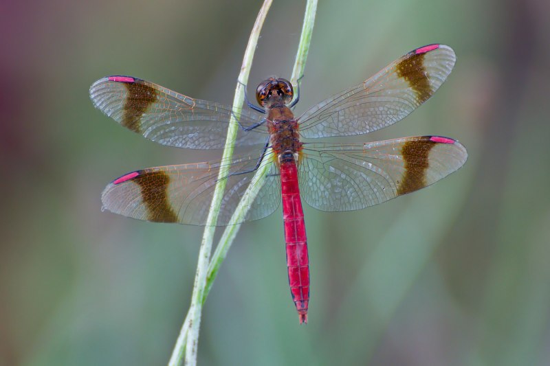 Epitheca bimaculata