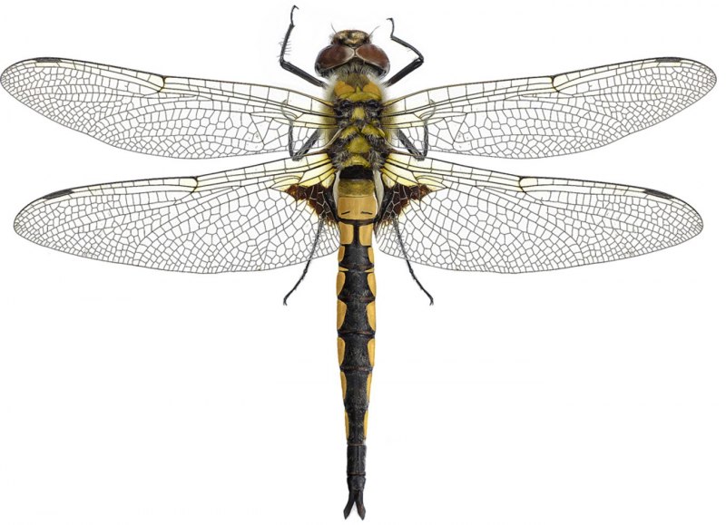 Somatochlora alpestris