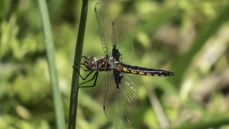 Epitheca bimaculata
