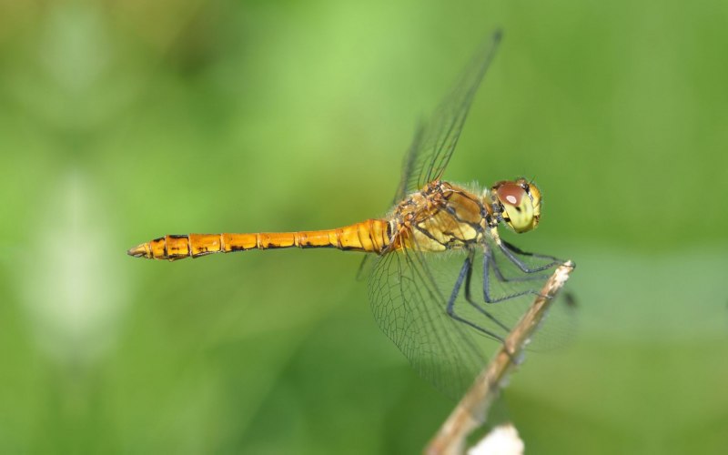 Стрекоза Sympetrum flaveolum