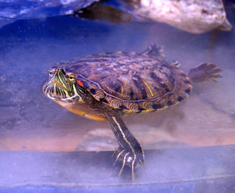 Водная черепаха (56 фото)