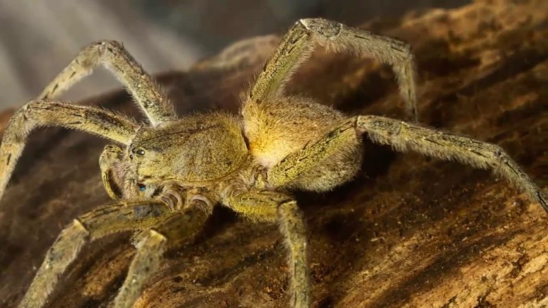 Orbweaver паук