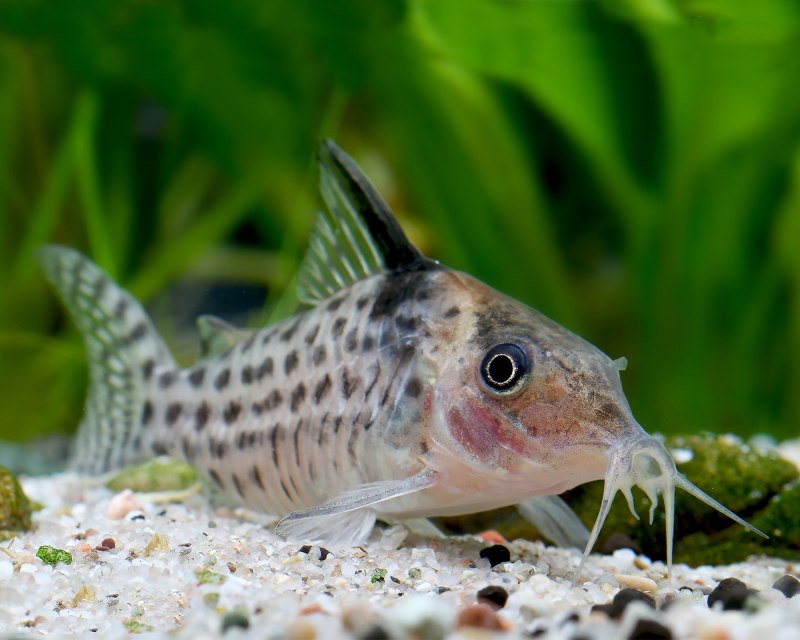 Коридорас хаброзус - Corydoras habrosus