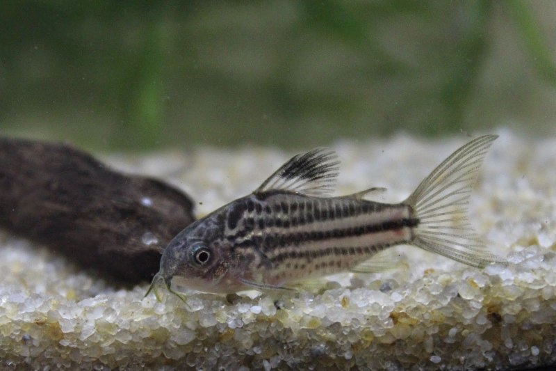 Коридорас Штерба Corydoras sterbai