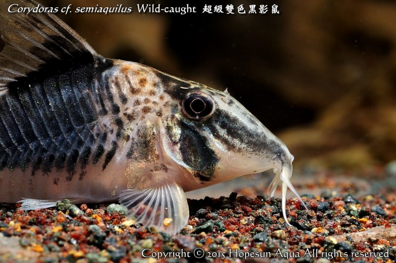 Corydoras schwartzi