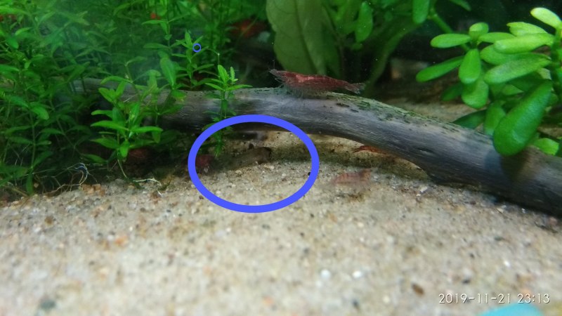 Corydoras melanistius