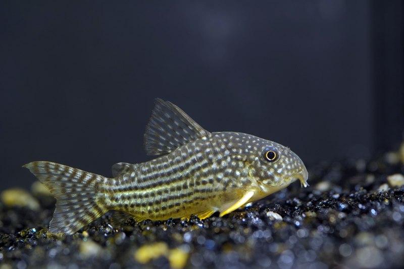 Corydoras semiaquilus