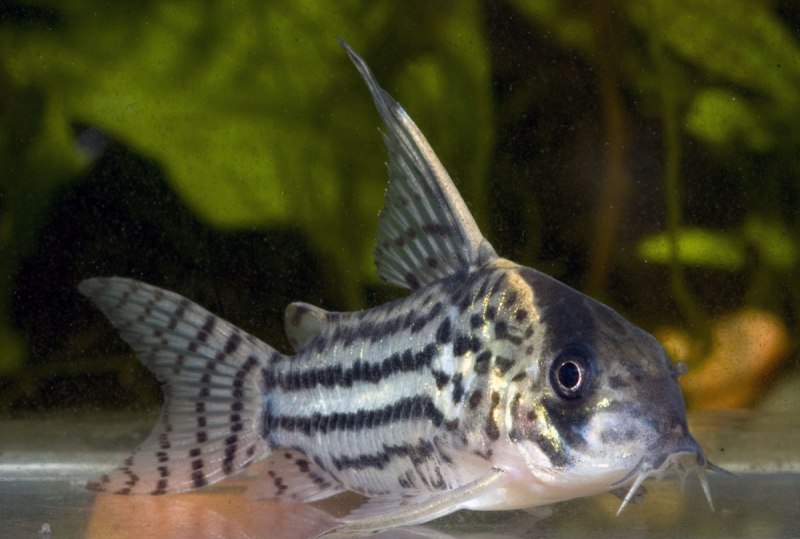 Коридорас напоэнзис (Corydoras napoensis)