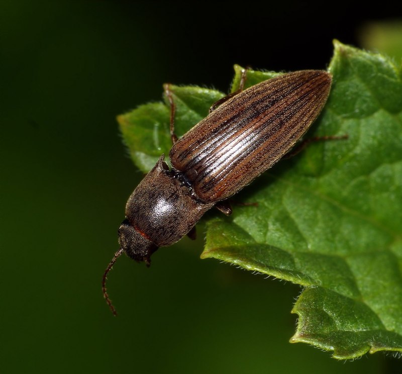 Agriotes lineatus полосатый Щелкун