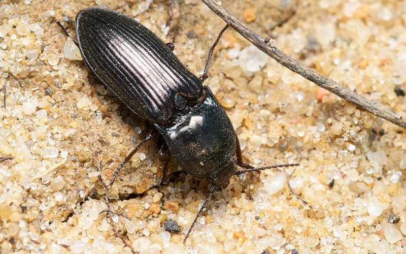 Щелкун Selatosomus melancholicus