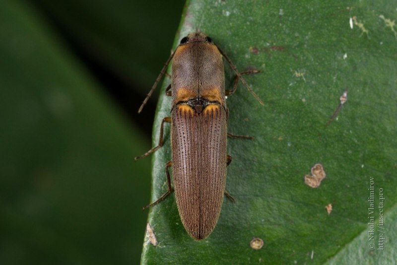 Щелкуны (Elateridae)