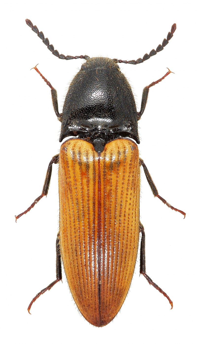 Щелкуны (Elateridae)