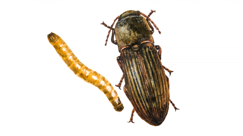 Альпийский усач (Rosalia Alpina)