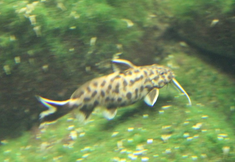 Synodontis robbianus