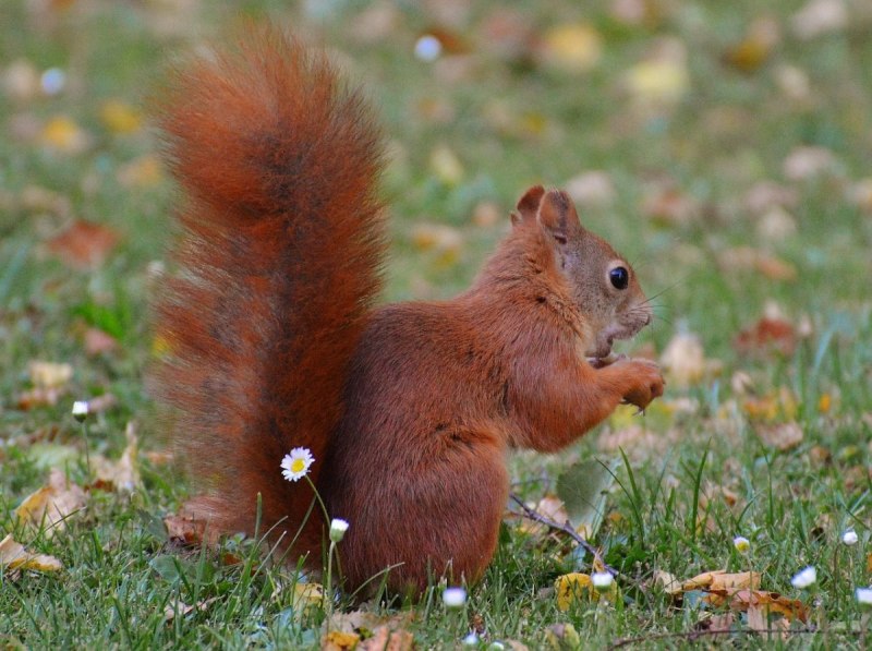 Подвиды белки (Sciurus vulgaris) .